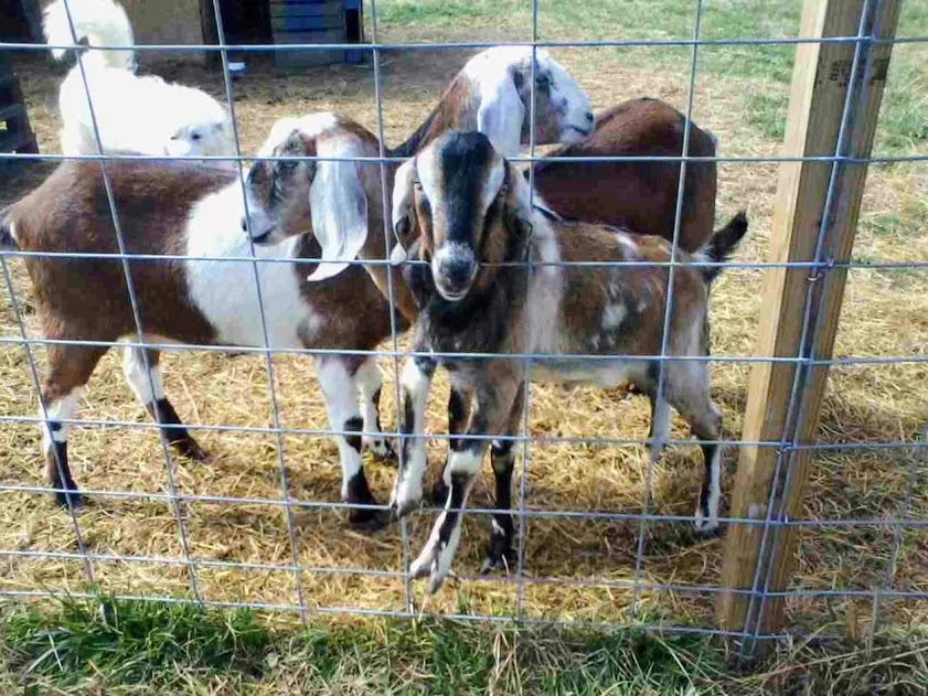 Meet the Family……… our&nbsp;Goats