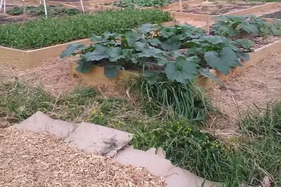 Taking Control of Weeds in the&nbsp;Garden